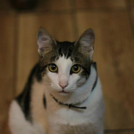 Everyday Cat Hostel Батуми Екстериор снимка