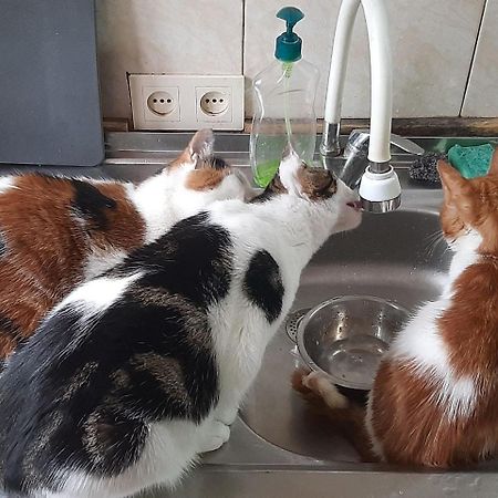 Everyday Cat Hostel Батуми Екстериор снимка