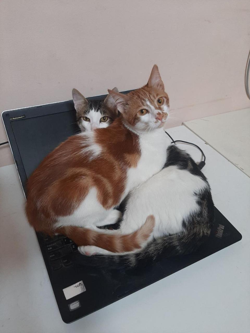 Everyday Cat Hostel Батуми Екстериор снимка