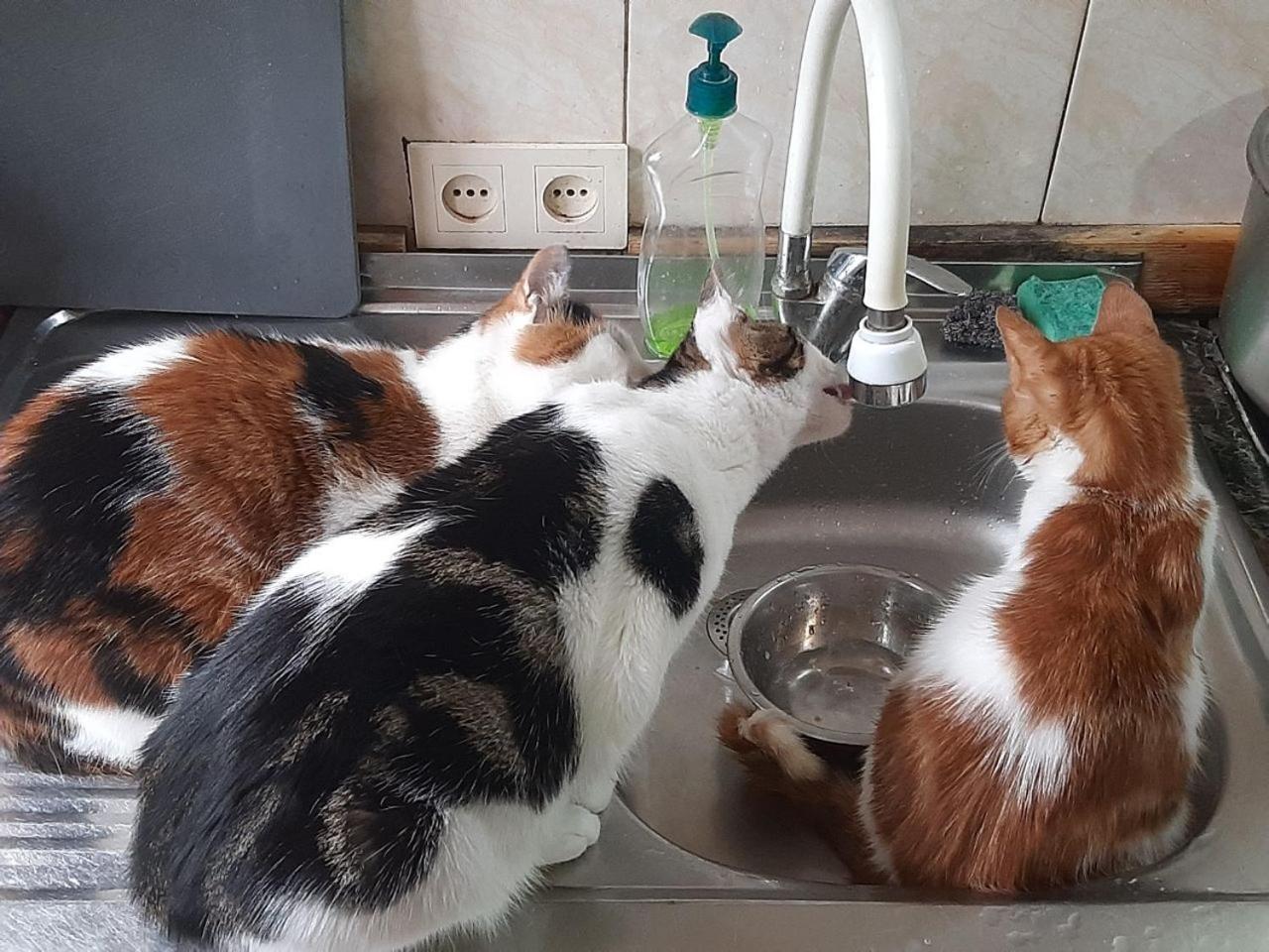 Everyday Cat Hostel Батуми Екстериор снимка