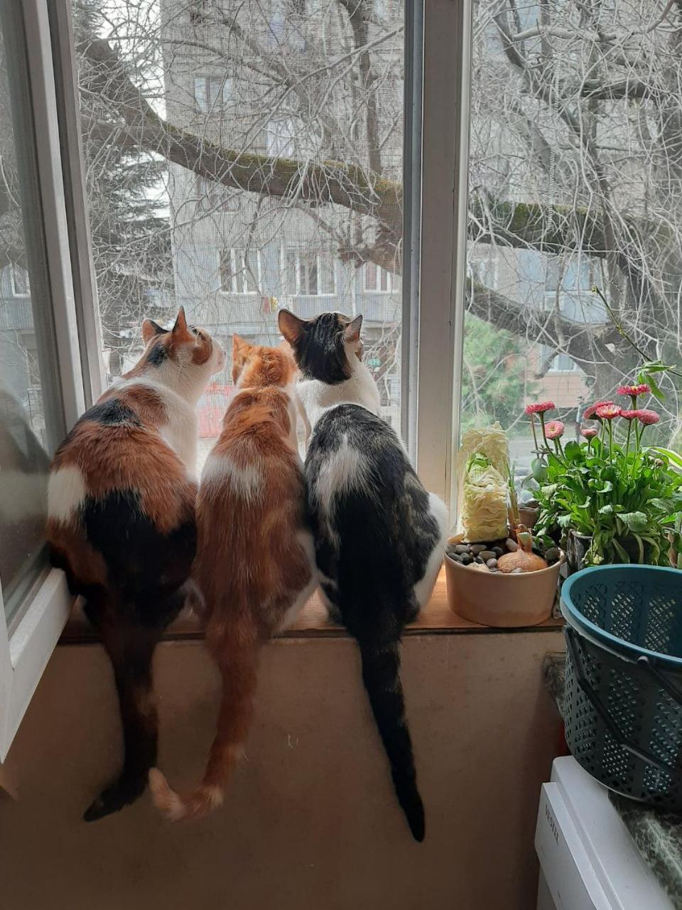 Everyday Cat Hostel Батуми Екстериор снимка