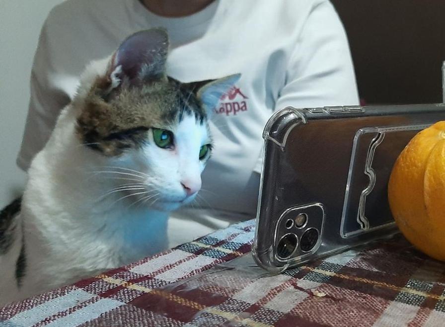 Everyday Cat Hostel Батуми Екстериор снимка