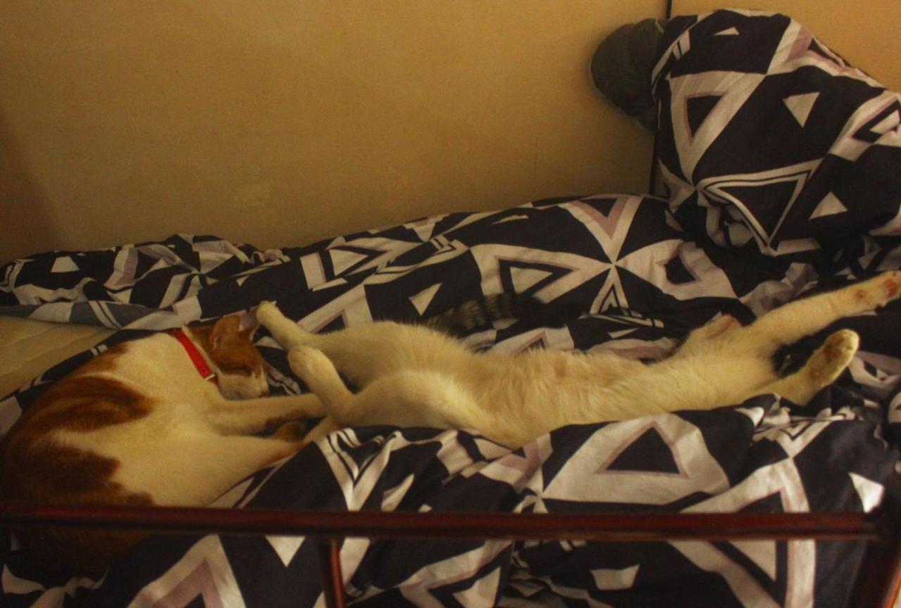 Everyday Cat Hostel Батуми Екстериор снимка