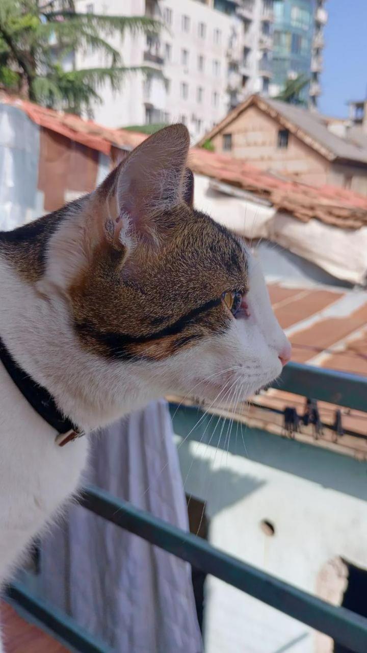 Everyday Cat Hostel Батуми Екстериор снимка